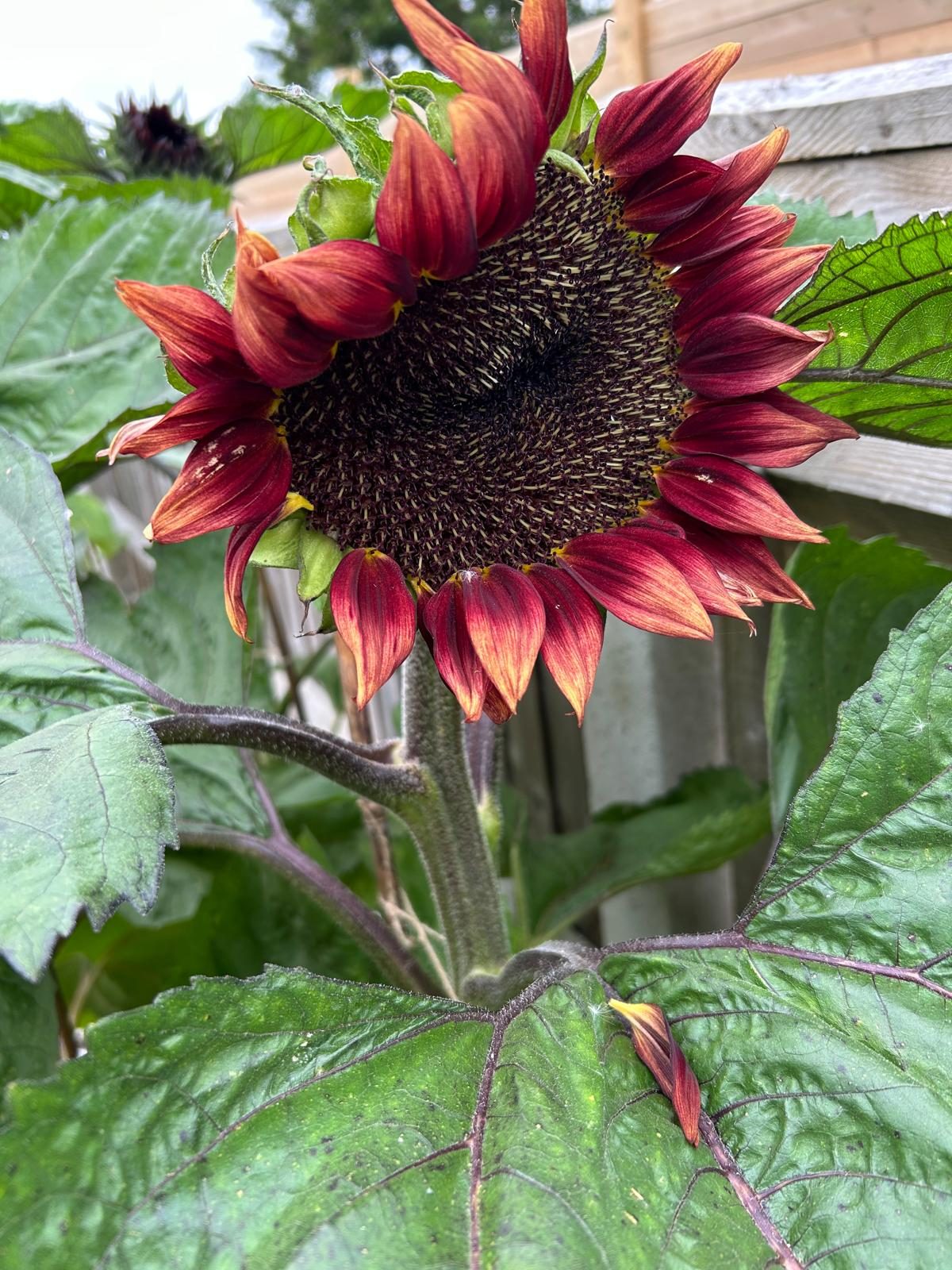Sunflower ‘Mrs Mars’