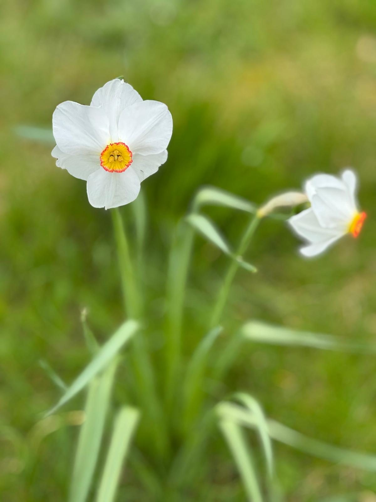 Narcissus in spring