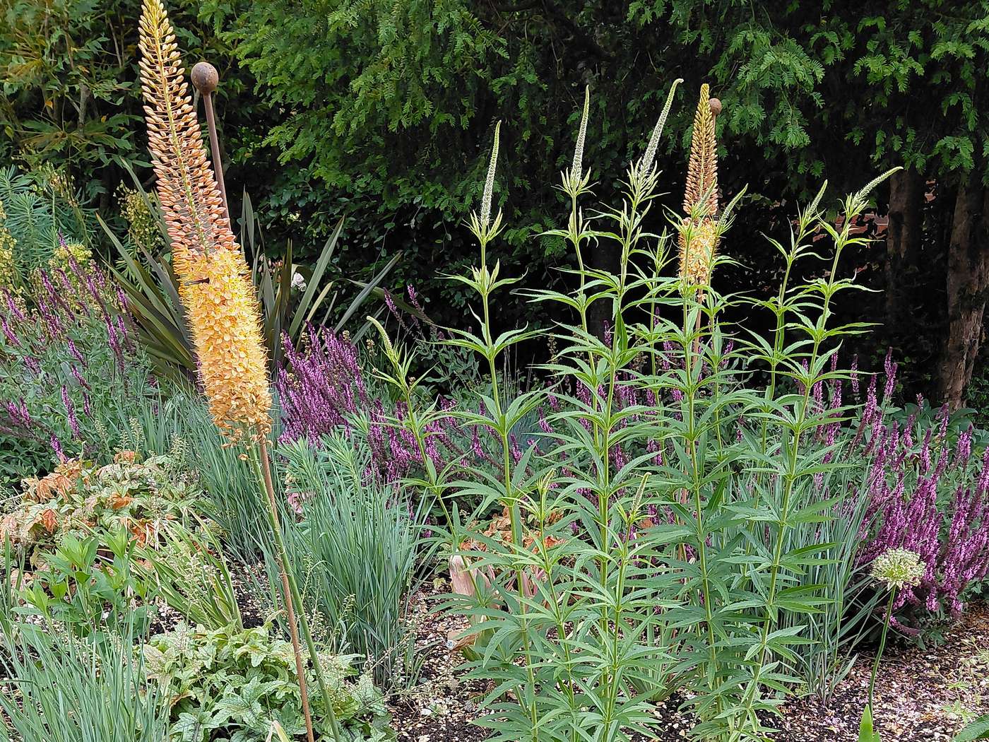 Eremurus and salvias, Overton garden