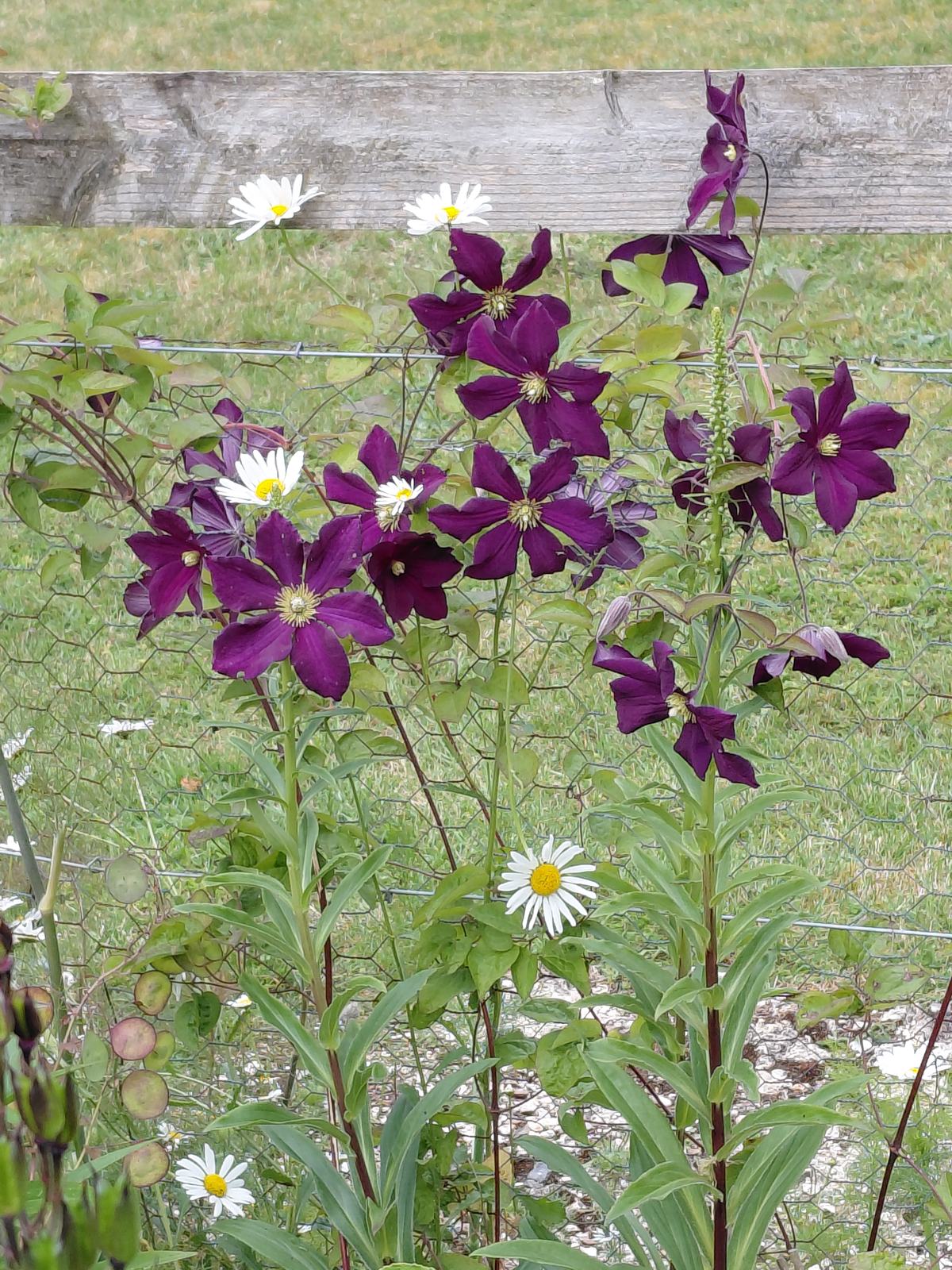 A spontaneous planting combination